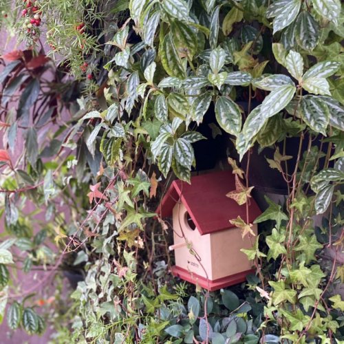 Casinha Livre Birds P2 para Pássaros Livres